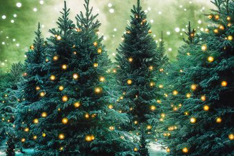 mooiste kerststal: sfeer kerstbomenbos